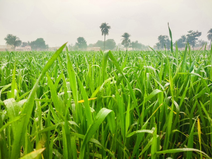 Beautiful view of wheat crop in winter season