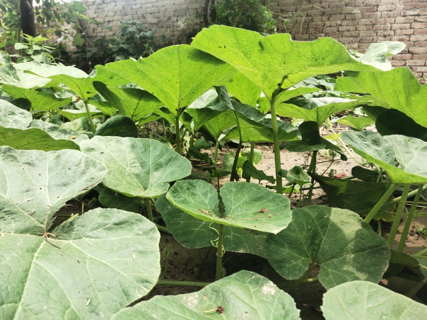beautiful vine leaves in the house, Plants stock footage