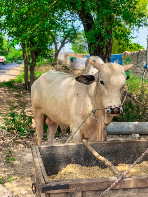 Beautiful White Bull