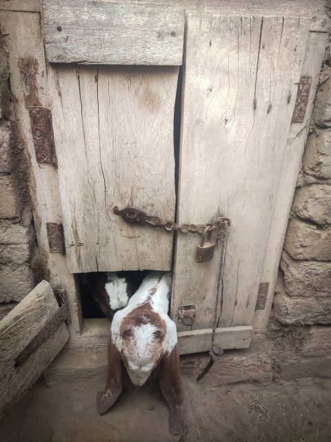 Because of the cold, the new born baby goats are kept in a small room