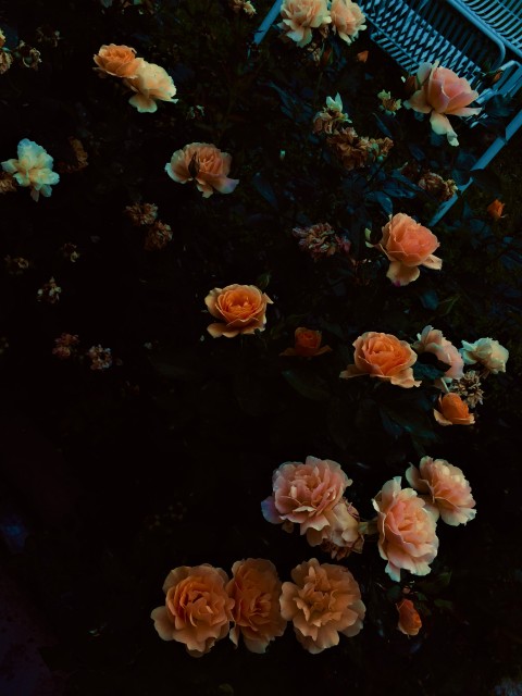 Bengal Rose
