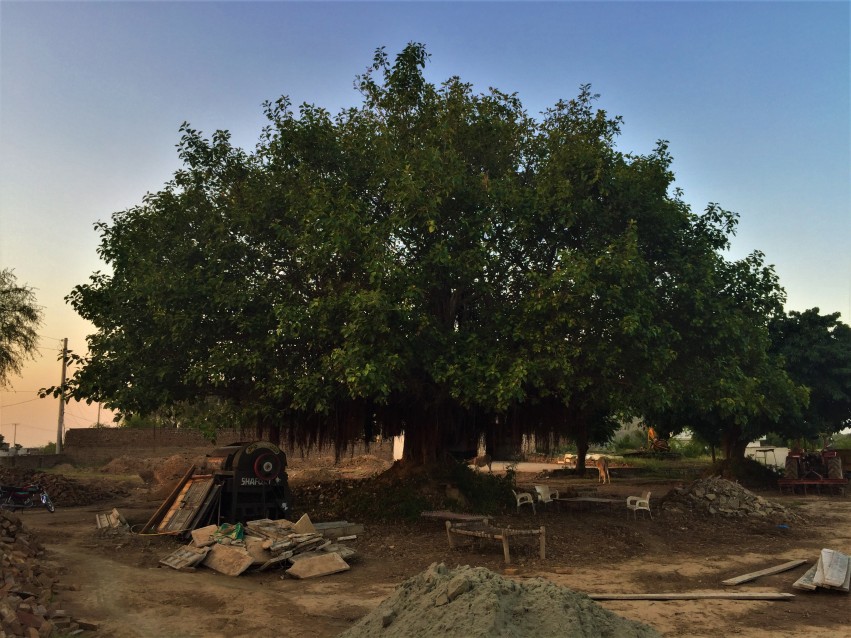 Big Old Tree