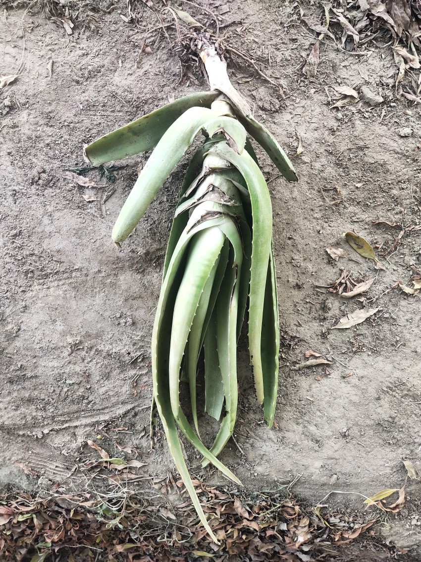 Big thick green aloe vera plant