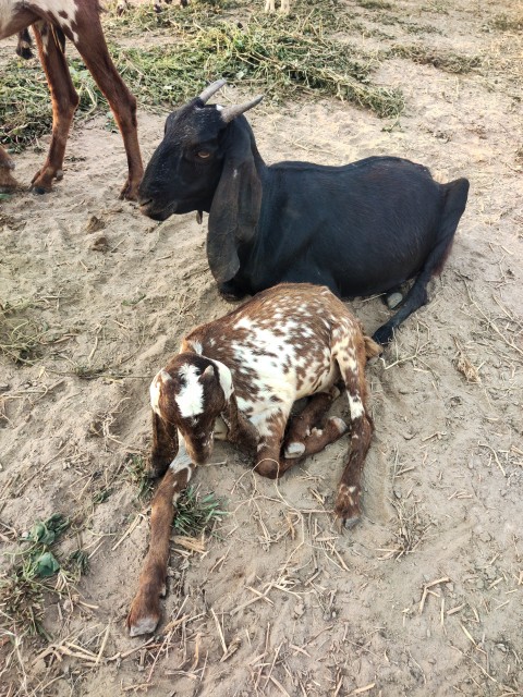 Black and brown White goat stock footage.