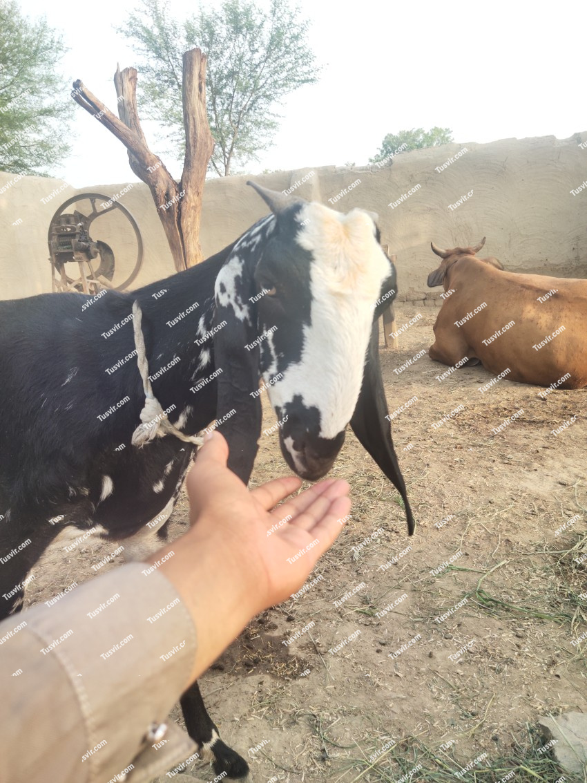Black and white goat ready for Eid ul Adha QURBANI