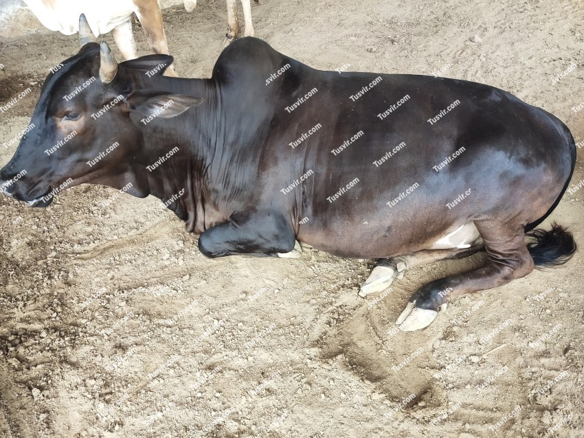 Black bull sitting and relaxing on the farm