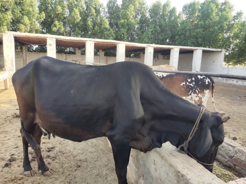 Black cows eating fodder
