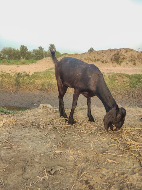 Black goats eating dry grass, Animal stocks footage
