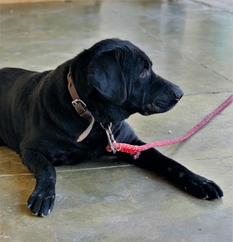 Black Labrador Retriever