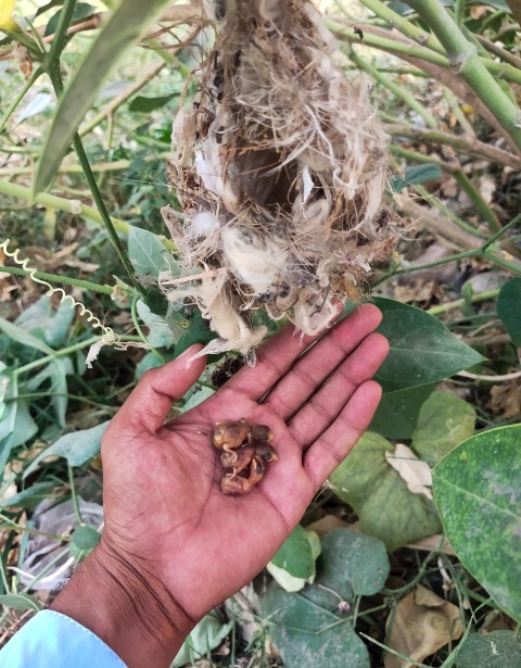 Black sparrow chicks that are currently in my hands after being taken out of the nest.