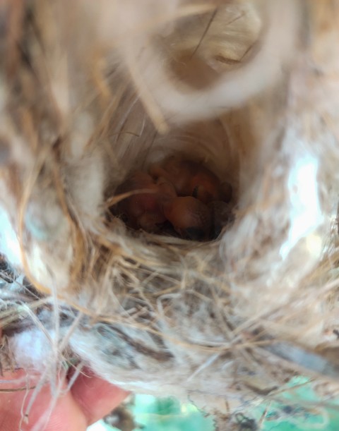 Black sparrow chicks that are currently in the nest