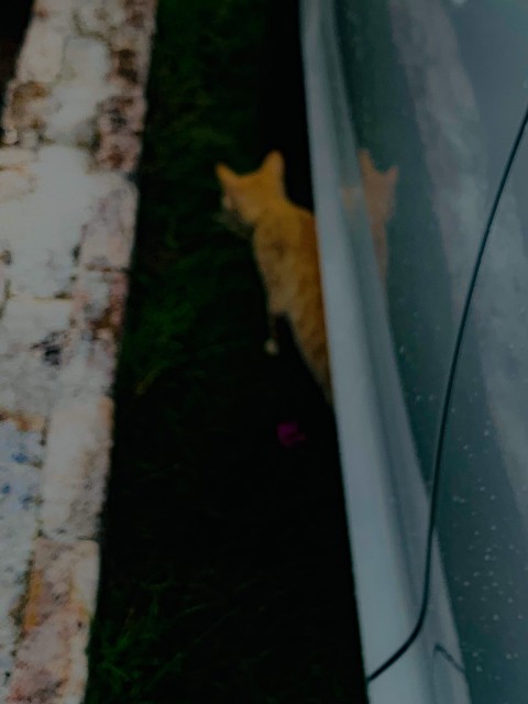 Blurred Image of Cat