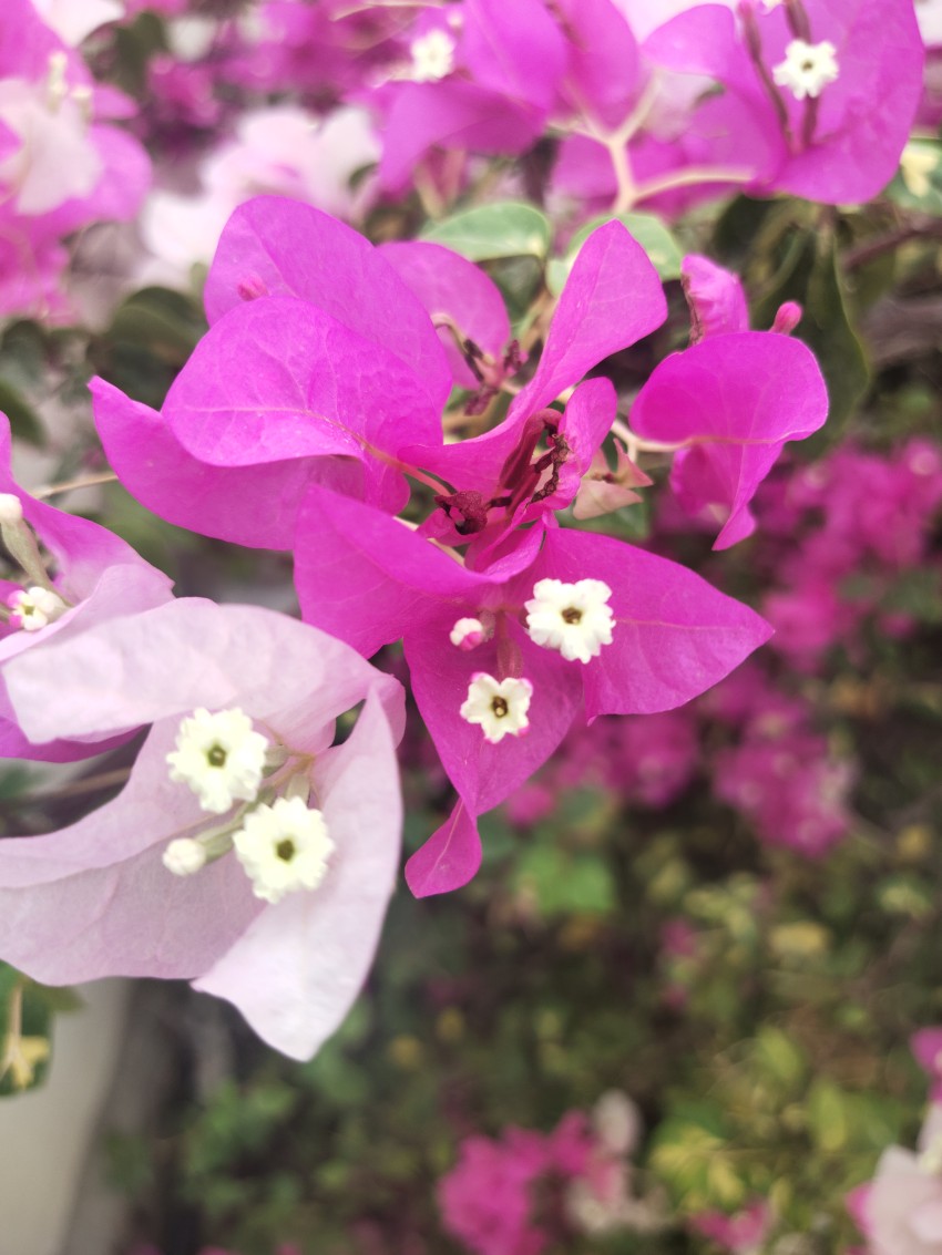 Bougainvillea closeup flower stock Footage
