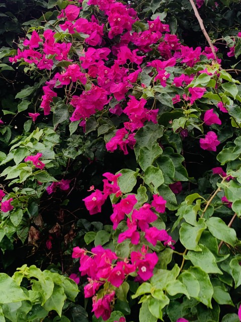 Bougainvillea Glabra