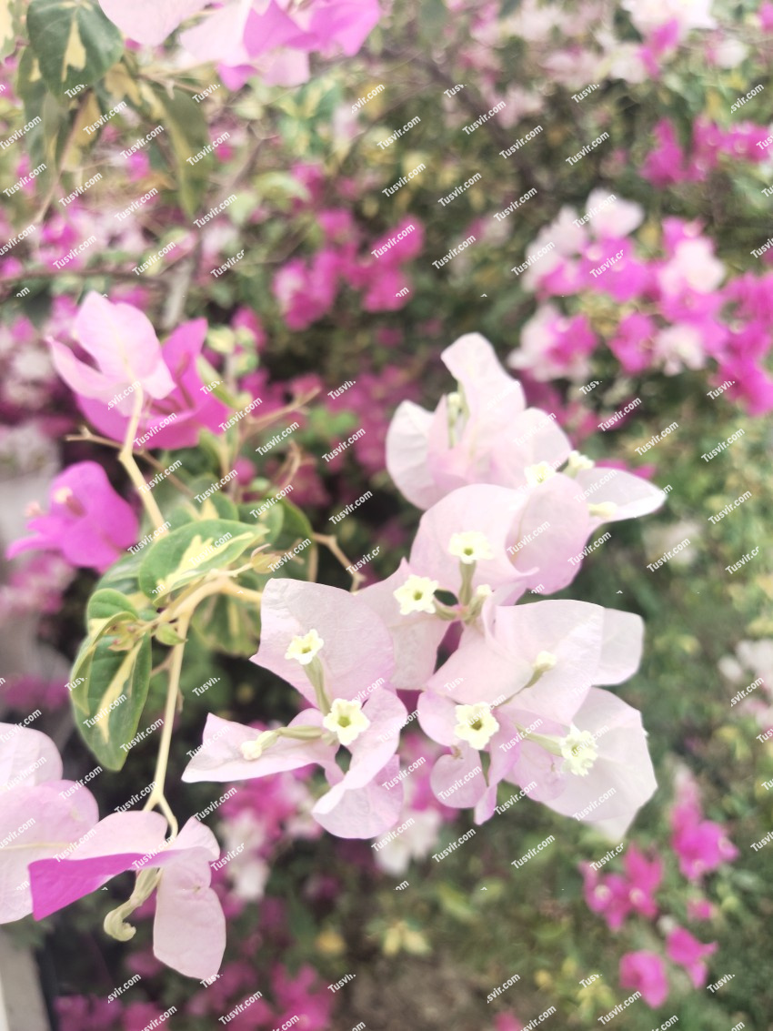 Bougainvillea White and pink flower. stock footage