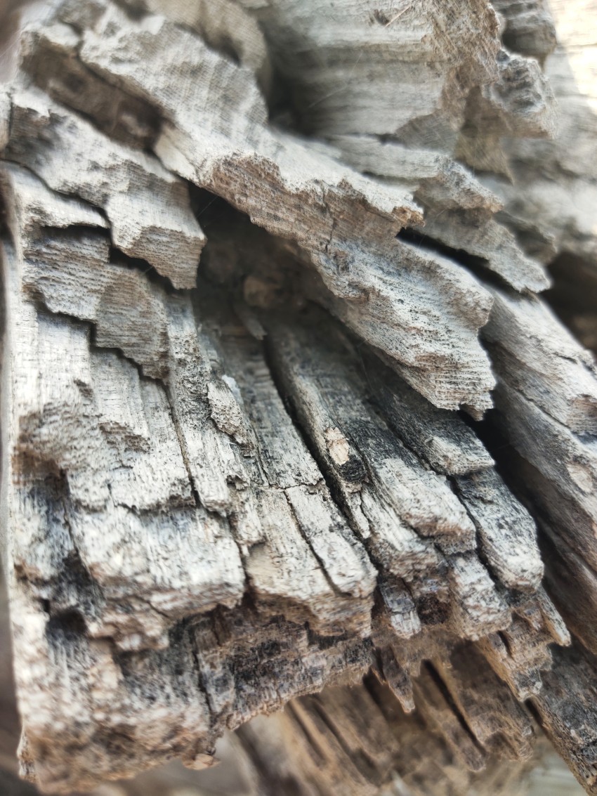 Broken tree wood, such as a mountain rock