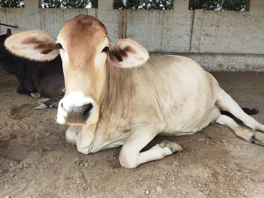 Brown cow sleeping mode stock footage, Animal footage