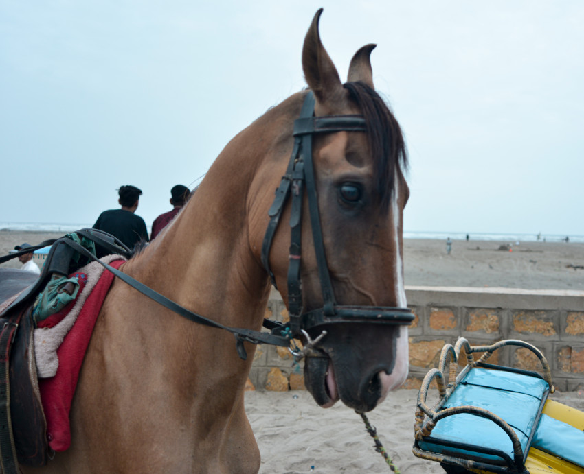 Brown Horse Excited at Sea View Karachi
