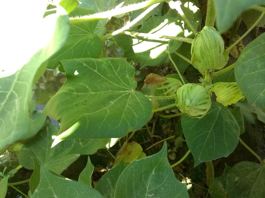 Buds of the cotton crop, Full HD Stock Footage