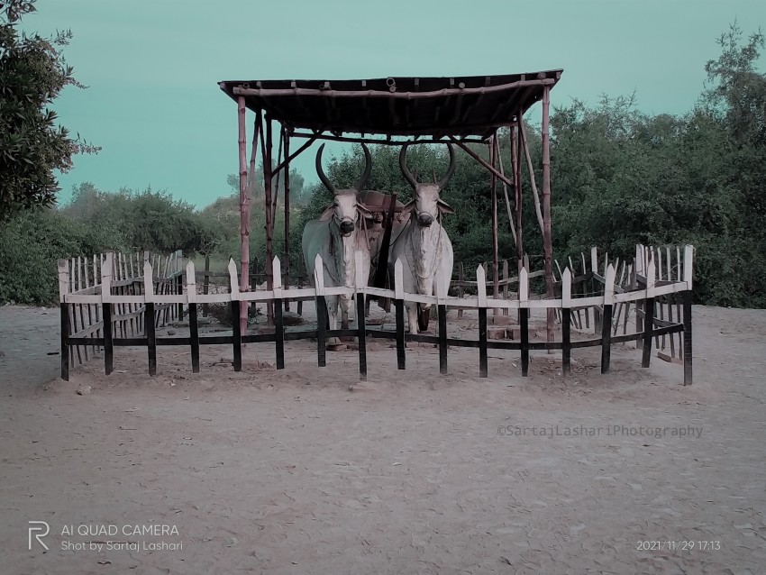 Bulls Sculptures At Mohen jo Daro, Larkana