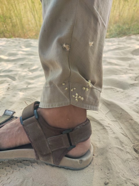 Bushes in the desert with thorny flowers stuck to the clothes
