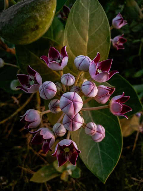 Calotropis Procera