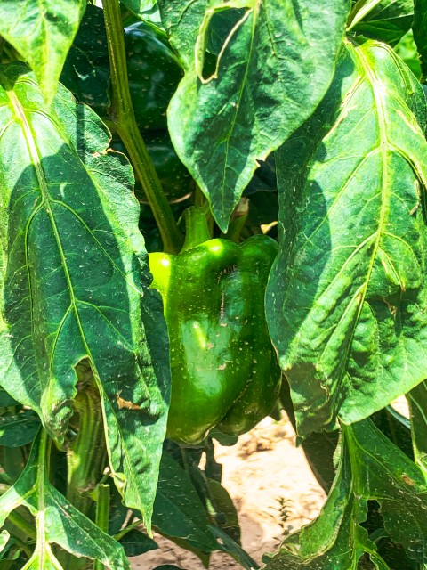 Capsicum (شملہ مرچ)