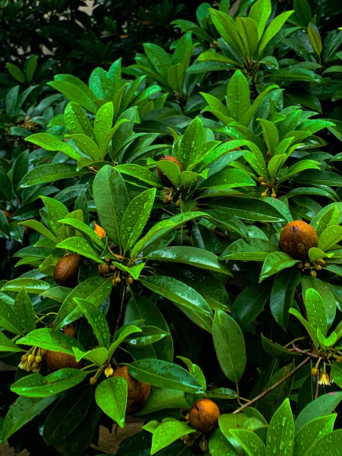 Chikoo Tree / Manilkara Zapota