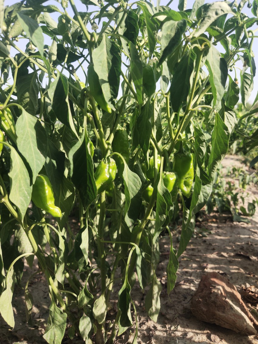 Chili plant with scaly leaves