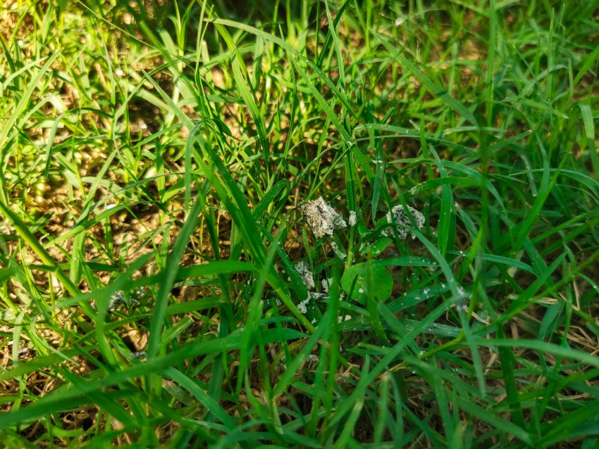 Cigarette ash has fallen on the grass