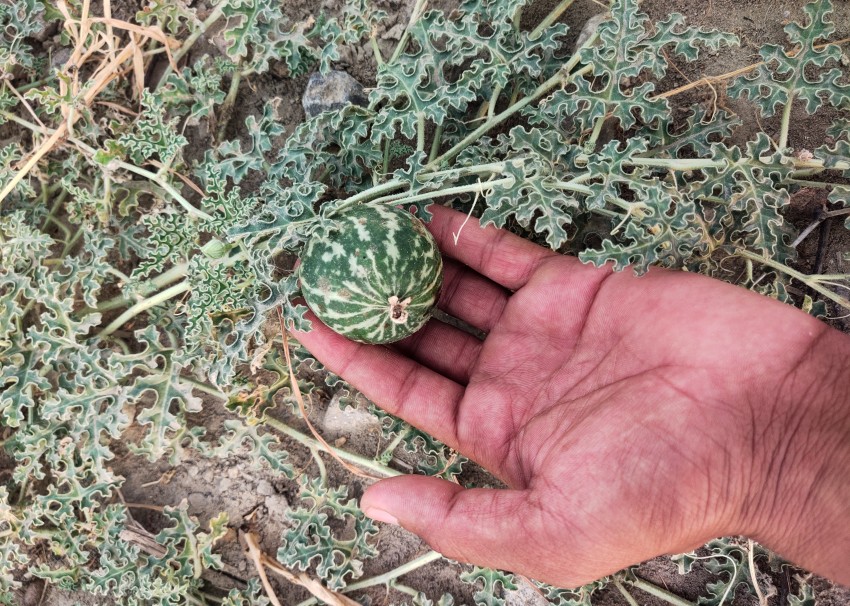 Citrullus colocynthis (Citrullus colocynthis) in hand