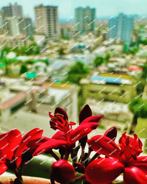 Citylife