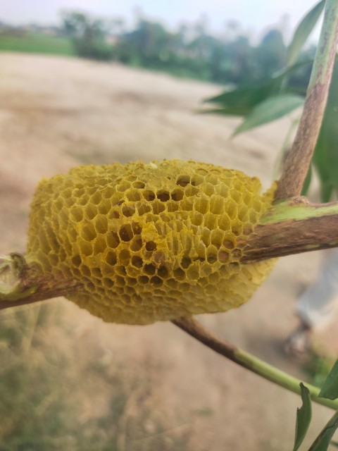 Close-up footage of the bee house, honey ? stock footage