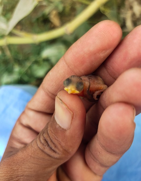 Close-up front view of a blackbird chick with the boy's fingers in the background