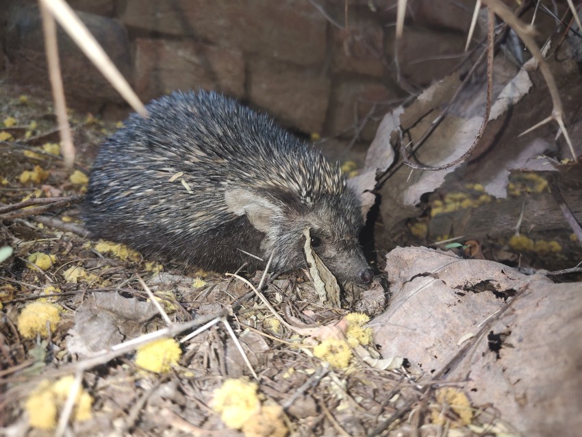 Close-up of a Desert hedgehog (Paraechinus aethiopicus)