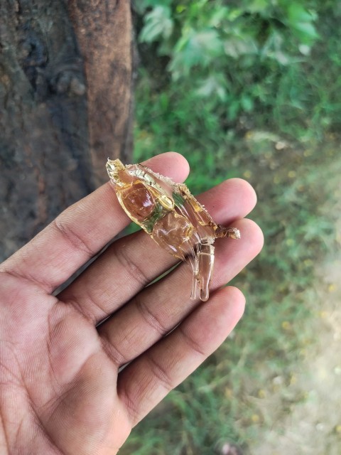 Close-up of gum exuding from Acacia tree trunk due to stress,