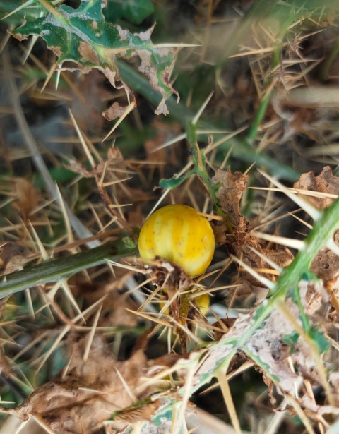 Close-up of Solanum virginianum. Yellow Fruit Nightshade, Yellow Berried Nightshade