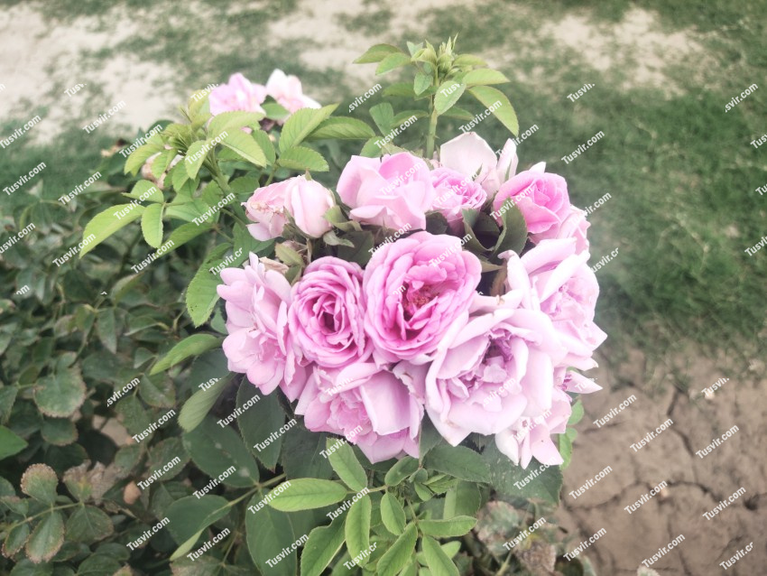 Close up of violet rose: Mainzer Fastnacht