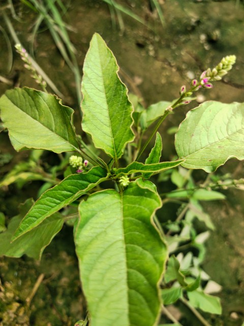 Close-up view of medicinal herbs in crops of Punjab