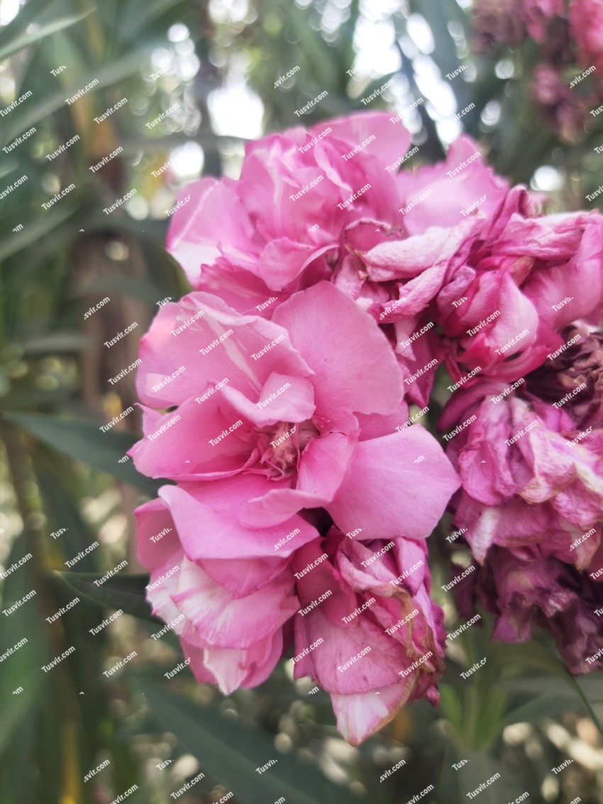 Common beautiful pink flower which is commonly found in Pakistan.