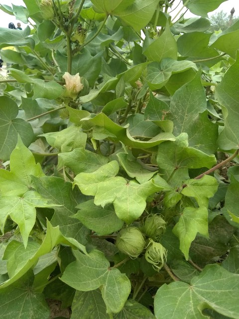 Cotton crop, cotton plant, leaf of cotton plant