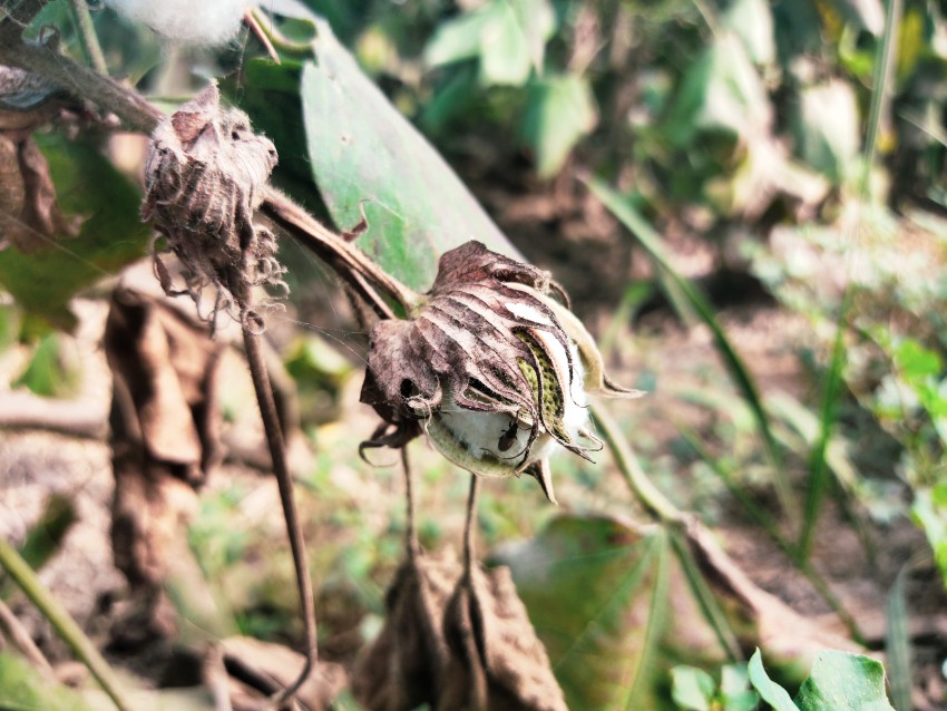 Cotton crop with drying leaves, Nature stock footage