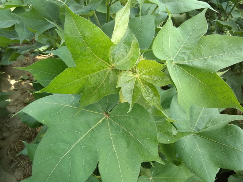 Cotton leaves after rain