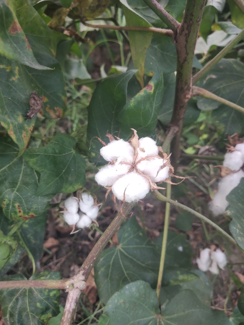 Cotton plantation flower, stock photo