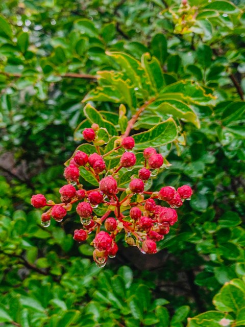 Crepe-myrtle