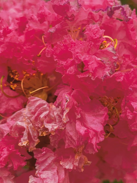 Crepe-Myrtle