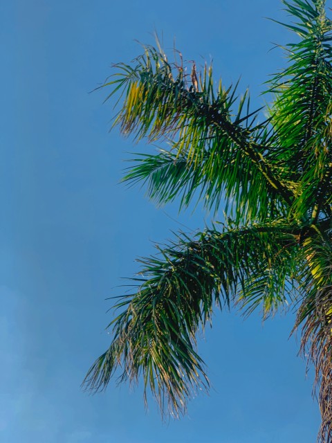 Cuban Royal Palm Tree Wallpaper