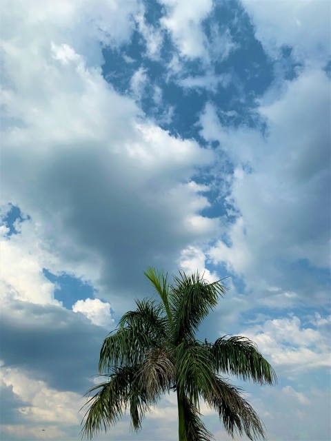 Cuban Royal Palm Tree Wallpaper