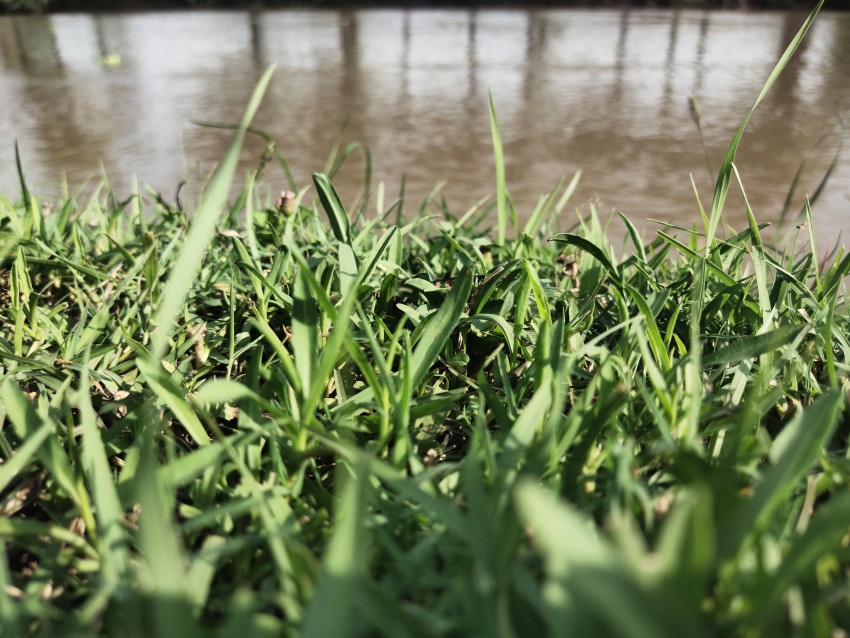 Cut Grass with a flowing canal in Bahawalpur, Punjab