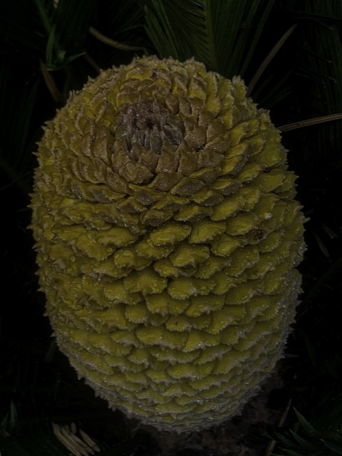 Cycas Revoulta Male Reproductive Cone